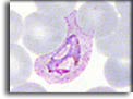 Trofozoite di Plasmodium vivax. Per saperne di più: Division of Parasitic Diseases (DPDx)-CDC.