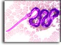 Microfilaria di Brugia malayi. Per saperne di più: Division of Parasitic Diseases (DPDx)-CDC.