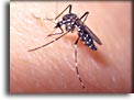 Zanzara femmina  di Aedes sp. Per saperne di più: Division of Parasitic Diseases (DPDx)-CDC.
