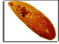 Adulto di Fasciola gigantica (lunghezza: più di 75 mm). Per saperne di più: Division of Parasitic Diseases (DPDx)-CDC.